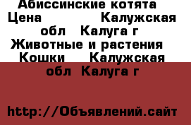 Абиссинские котята › Цена ­ 14 000 - Калужская обл., Калуга г. Животные и растения » Кошки   . Калужская обл.,Калуга г.